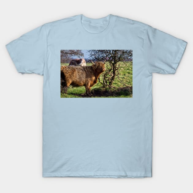 Highland Cattle and a gnarled tree T-Shirt by Violaman